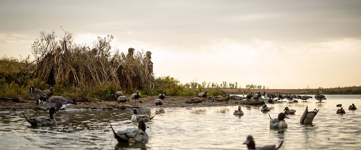 decoys floating in pond